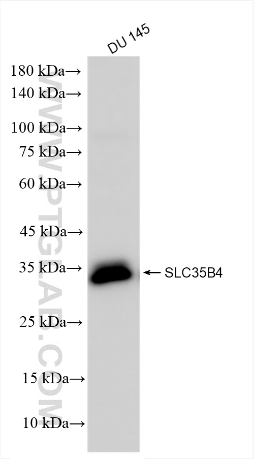 Western Blot (WB) analysis of DU 145 cells using SLC35B4 Recombinant antibody (83527-3-RR)