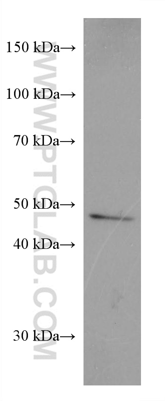 Western Blot (WB) analysis of Caco-2 cells using SLC36A3 Monoclonal antibody (67929-1-Ig)