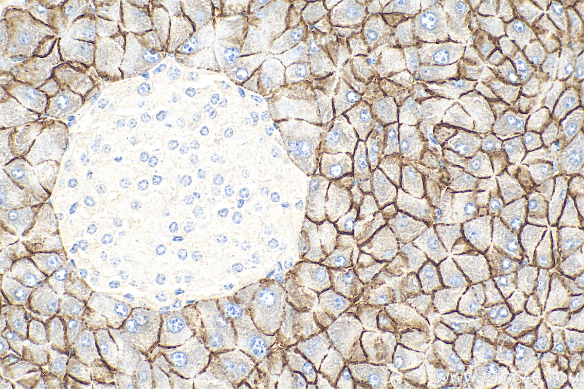 Immunohistochemistry (IHC) staining of mouse pancreas tissue using SLC38A5 Polyclonal antibody (28102-1-AP)