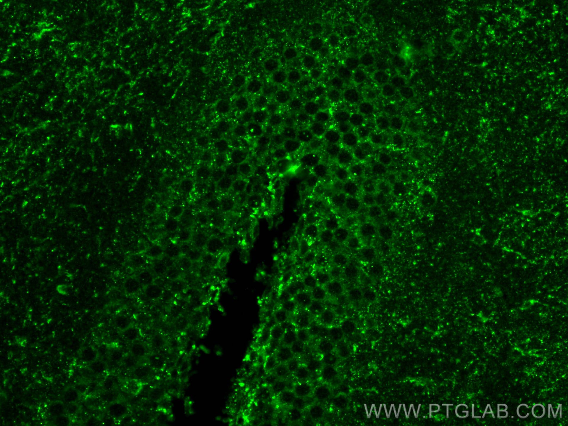 Immunofluorescence (IF) / fluorescent staining of mouse brain tissue using SLC38A7 Polyclonal antibody (31486-1-AP)