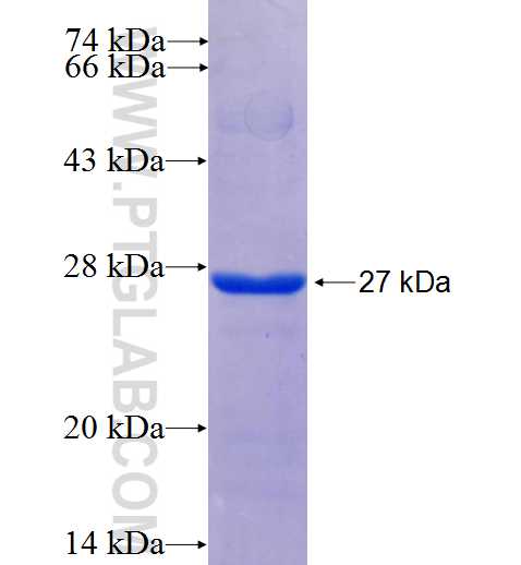 SLC39A12 fusion protein Ag22980 SDS-PAGE