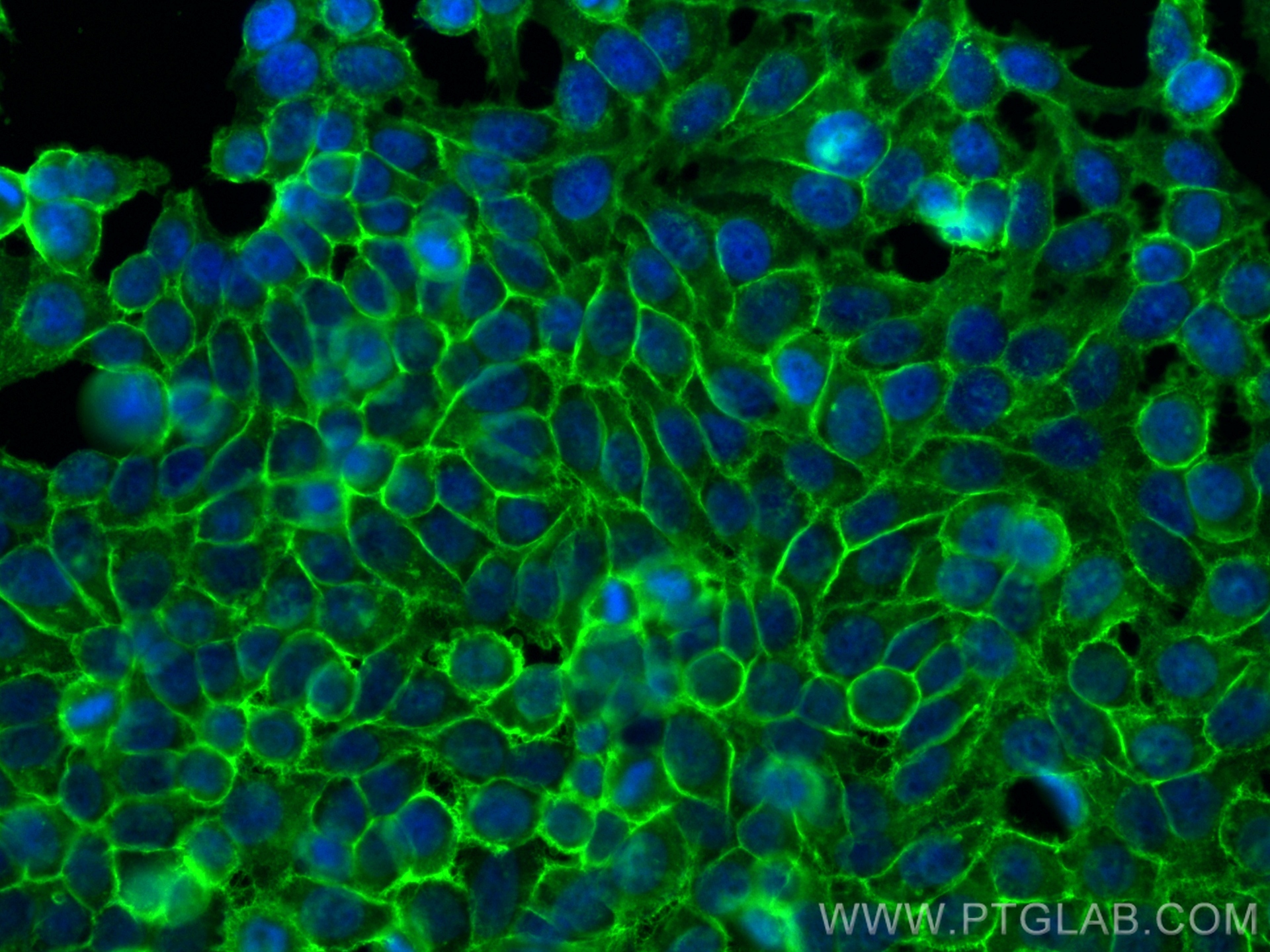 Immunofluorescence (IF) / fluorescent staining of HepG2 cells using CD98/SLC3A2 Polyclonal antibody (15193-1-AP)