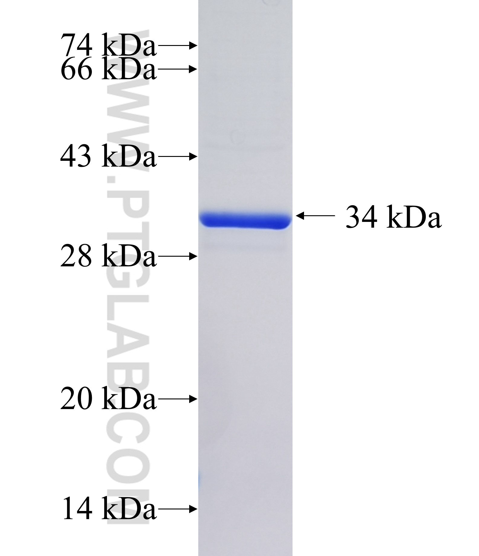 SLC41A3 fusion protein Ag15758 SDS-PAGE