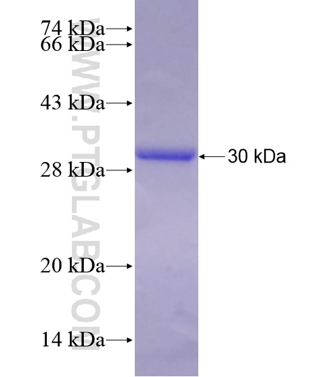 SLC5A1 fusion protein Ag28486 SDS-PAGE