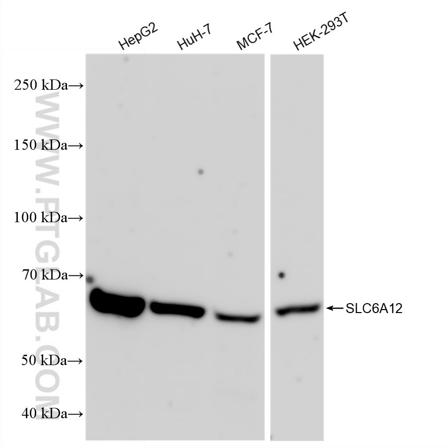 Western Blot (WB) analysis of various lysates using SLC6A12 Recombinant antibody (83195-5-RR)