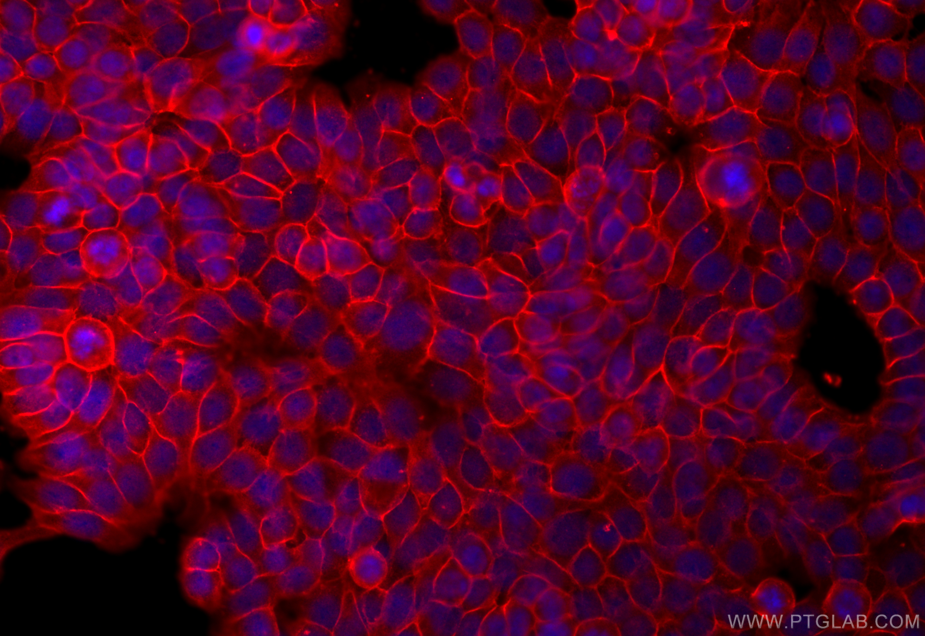 Immunofluorescence (IF) / fluorescent staining of HT-29 cells using SLC7A5 Polyclonal antibody (28670-1-AP)