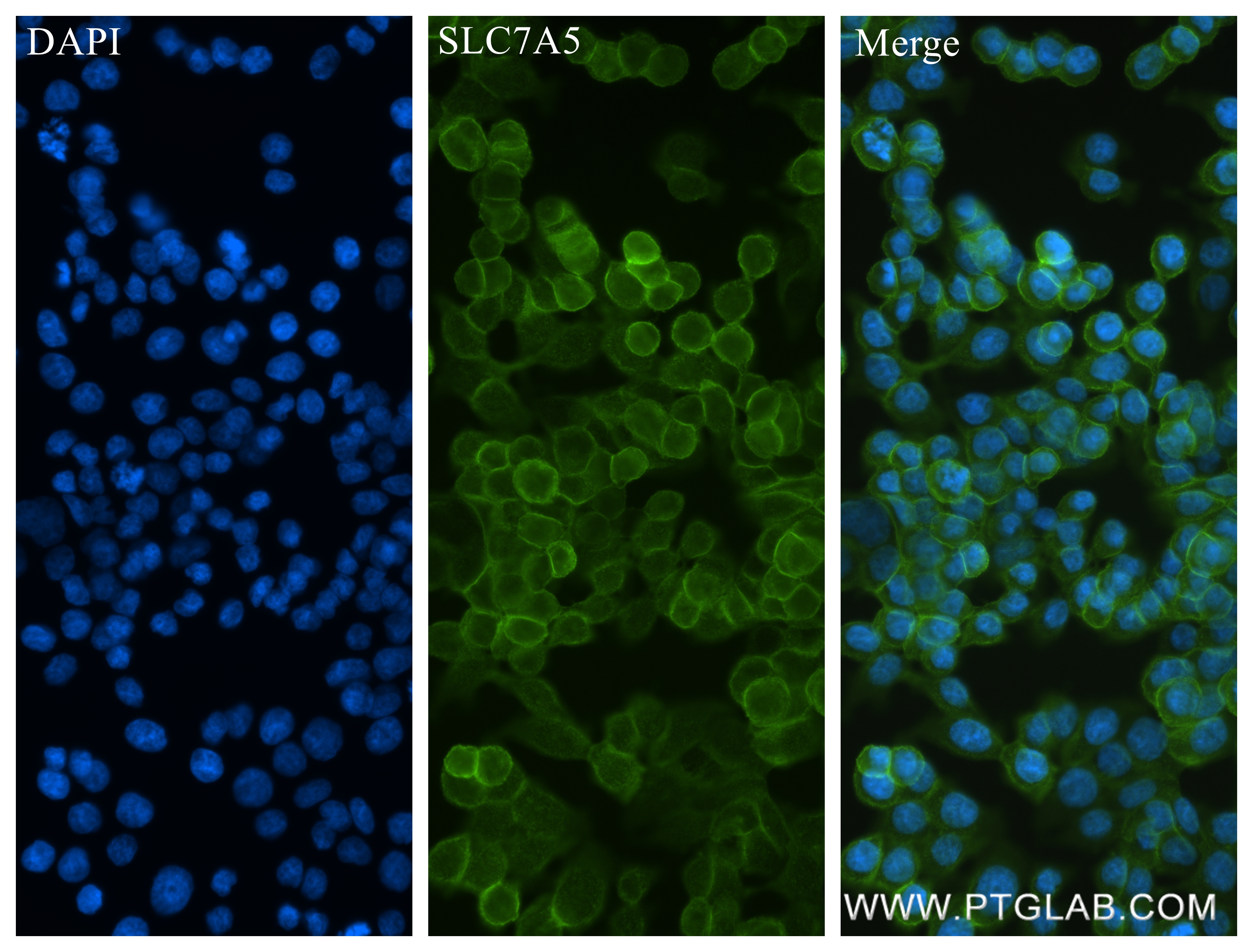 Immunofluorescence (IF) / fluorescent staining of HT-29 cells using SLC7A5 Recombinant antibody (84178-5-RR)