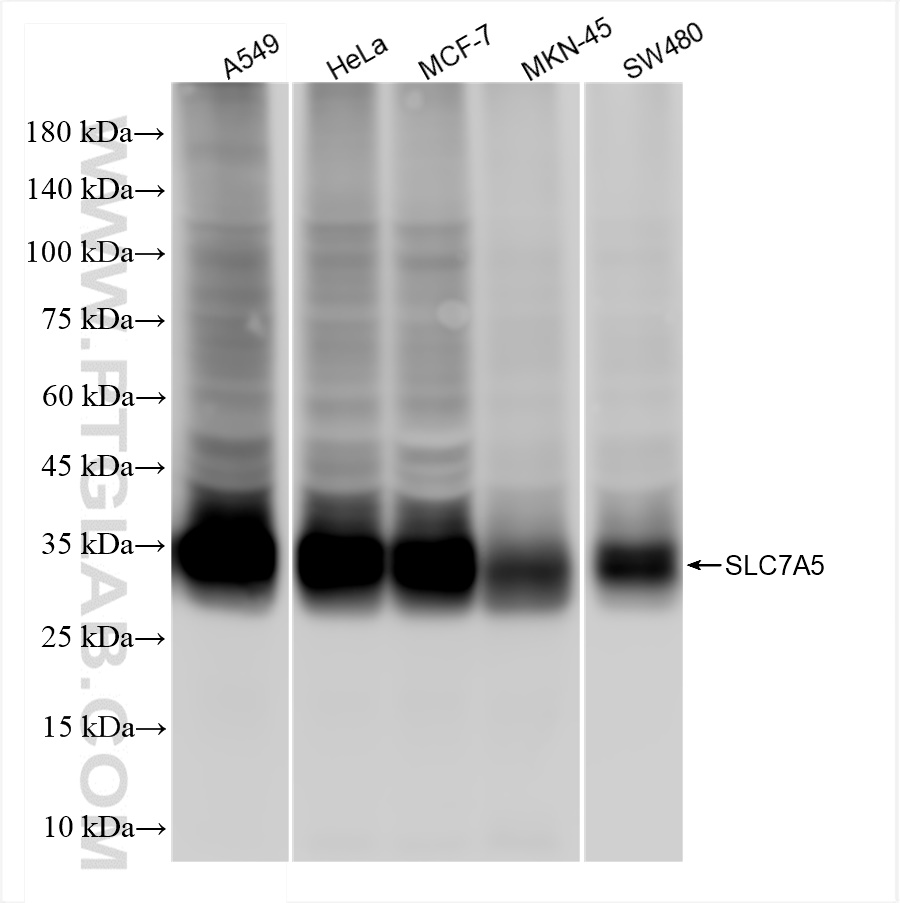 Western Blot (WB) analysis of A549 cells using SLC7A5 Recombinant antibody (84178-5-RR)