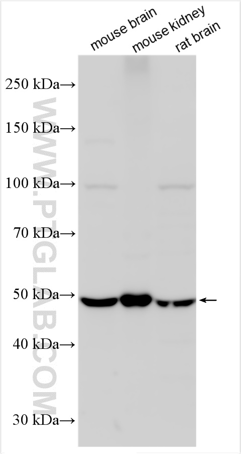 SLC7A7 antibody (26403-1-AP) | Proteintech