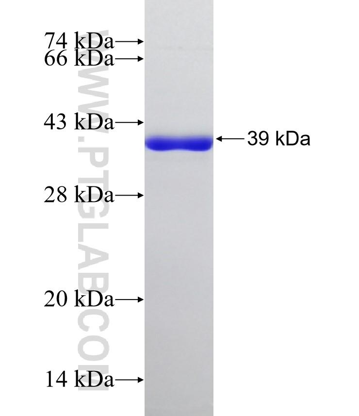 SLC7A8 fusion protein Ag32957 SDS-PAGE