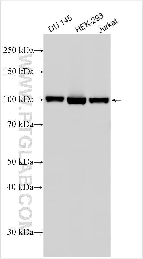 Western Blot (WB) analysis of various lysates using SLFN11 Polyclonal antibody (26060-1-AP)