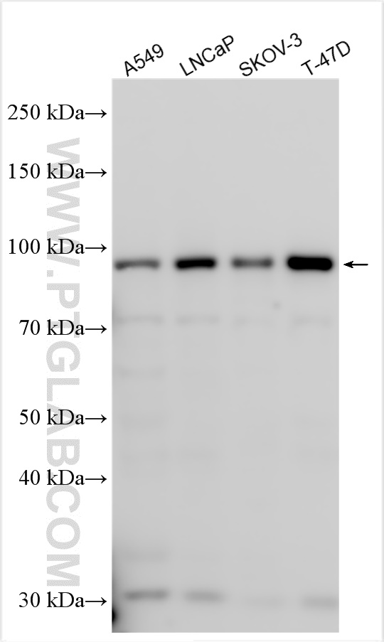 Western Blot (WB) analysis of various lysates using SLFN5 Polyclonal antibody (16581-1-AP)