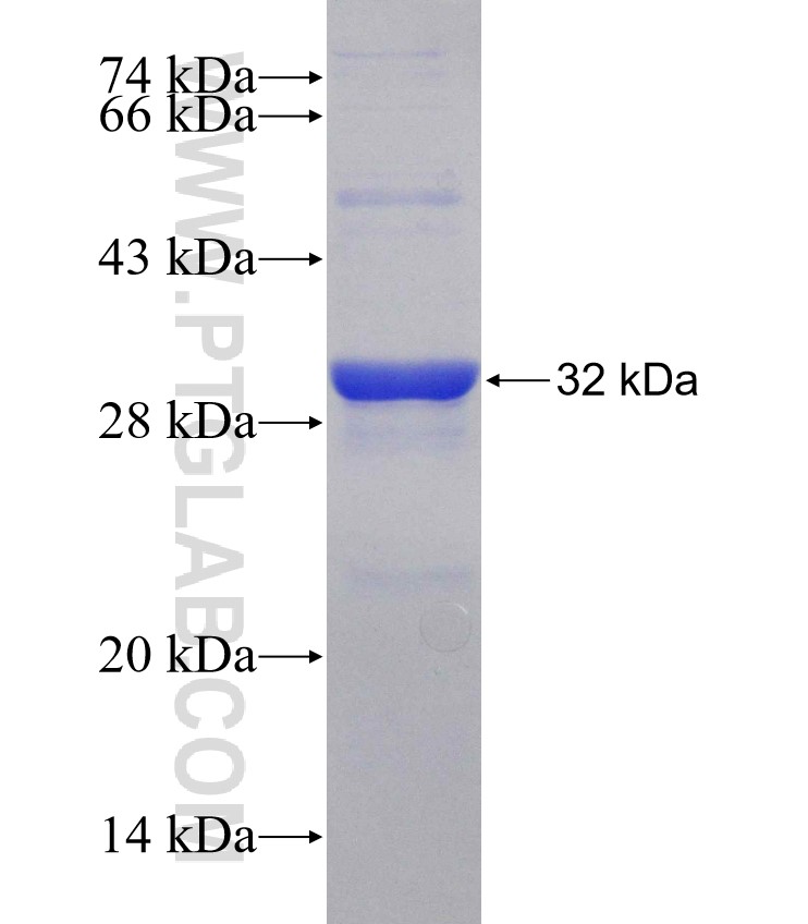 SLMO1 fusion protein Ag16855 SDS-PAGE