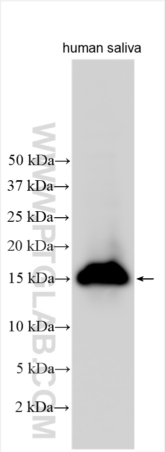 Western Blot (WB) analysis of various lysates using SLPI Polyclonal antibody (32205-1-AP)