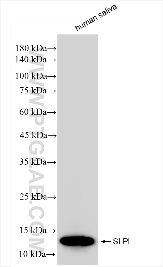 Western Blot (WB) analysis of human saliva using SLPI Recombinant antibody (83965-4-RR)