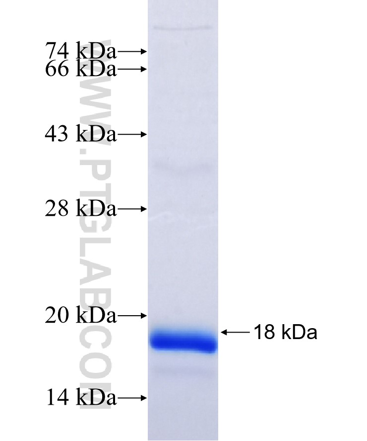 SLPI fusion protein Ag26971 SDS-PAGE