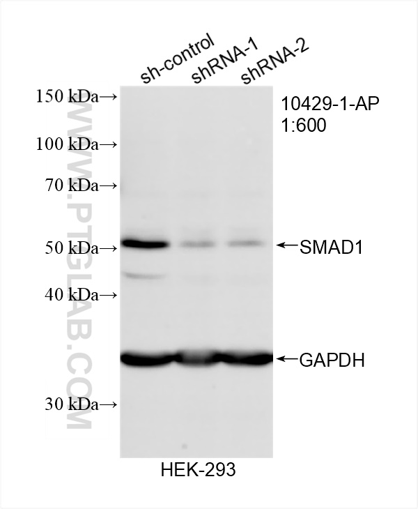 Western Blot (WB) analysis of HEK-293 cells using SMAD1 Polyclonal antibody (10429-1-AP)