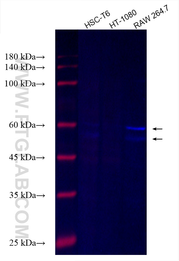 Western Blot (WB) analysis of HSC-T6 cells using CoraLite® Plus 750-conjugated SMAD1 Monoclonal ant (CL750-66559)