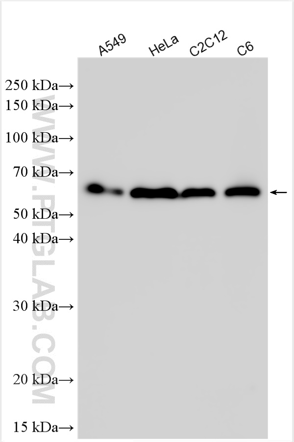 Western Blot (WB) analysis of various lysates using SMAD2 Recombinant antibody (83841-2-RR)