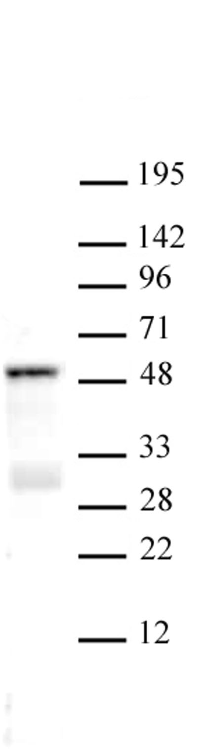 SMAD3 antibody (pAb) tested by Western blot. Whole cell extract of A549 cells (30 ug) probed with SMAD3 antibody (1:500).