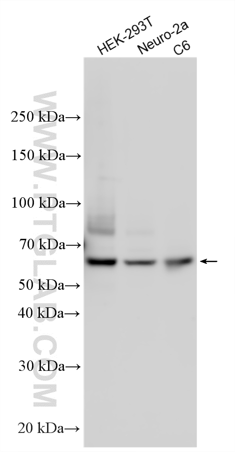 Western Blot (WB) analysis of various lysates using SMAD4 Polyclonal antibody (10231-1-AP)