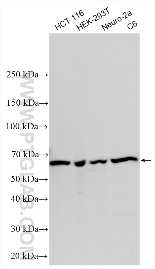 Western Blot (WB) analysis of various lysates using SMAD4 Polyclonal antibody (10231-1-AP)
