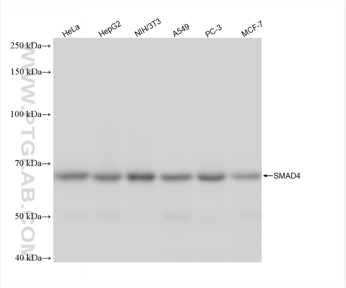 Western Blot (WB) analysis of various lysates using SMAD4 Recombinant antibody (83169-5-RR)