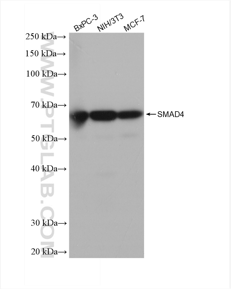 Western Blot (WB) analysis of various lysates using SMAD4 Recombinant antibody (83169-5-RR)