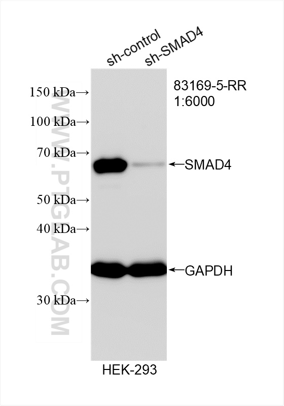 Western Blot (WB) analysis of HEK-293 cells using SMAD4 Recombinant antibody (83169-5-RR)