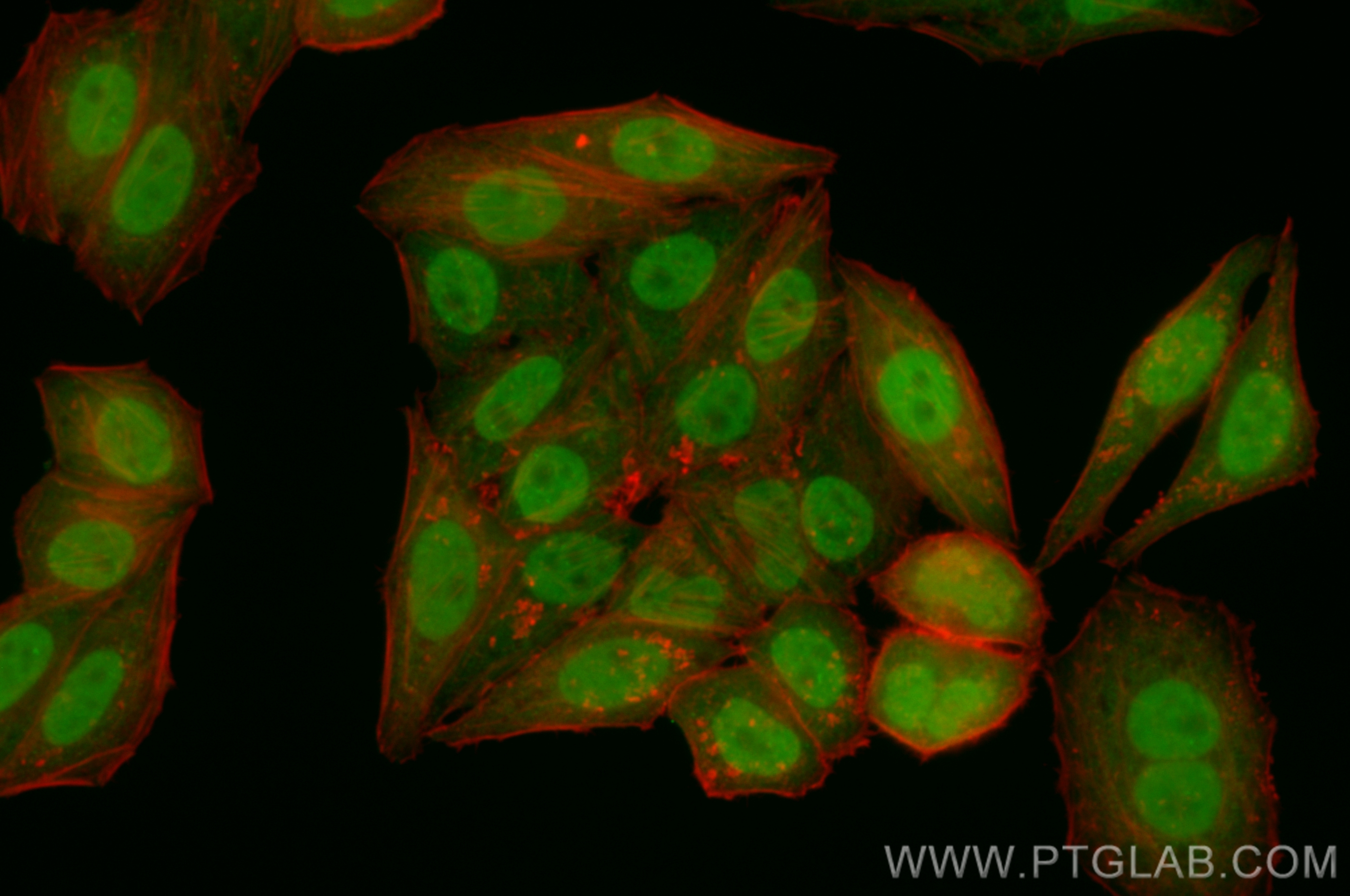 Immunofluorescence (IF) / fluorescent staining of HepG2 cells using CoraLite® Plus 488-conjugated SMAD4 Recombinant an (CL488-83169-5)