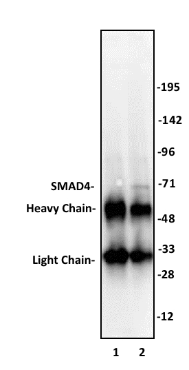 SMAD4 antibody (pAb) tested by Immunoprecipitation. 10 ul of SMAD4 antibody was used to immunoprecipitate SMAD4 from 250 ug of HeLa nuclear cell extract (lane 2). 10 ul of rabbit IgG was used as a negative control (lane 1). The immunoprecipitated protein was detected by Western blotting using the SMAD4 antibody at a dilution of 1:500.