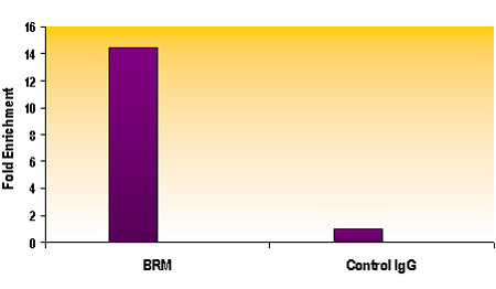 SMARCA2 / BRM antibody (mAb) tested by ChIP. Chromatin IP performed using the ChIP-IT Express Kit (Catalog No. 53008) and HeLa Chromatin (1.5 x 106 cell equivalents per ChIP) using 10 ug of SMARCA2 / BRM antibody or the equivalent amount of rat IgG as a negative control. Real time, quantitative PCR (RT-qPCR) was performed on DNA purified from each of the ChIP reactions using a primer pair specific for the CD44 gene. Data are presented as Fold Enrichment of the ChIP antibody signal versus the negative control IgG using the ddCT method.