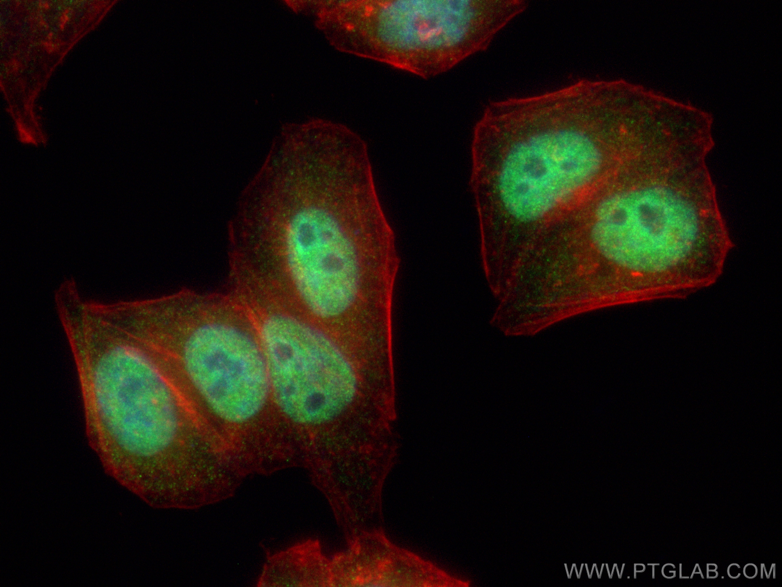 Immunofluorescence (IF) / fluorescent staining of HepG2 cells using CoraLite® Plus 488-conjugated SMARCA2-Specific Pol (CL488-26613)