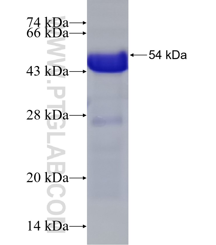 SMARCA2-Specific fusion protein Ag33074 SDS-PAGE