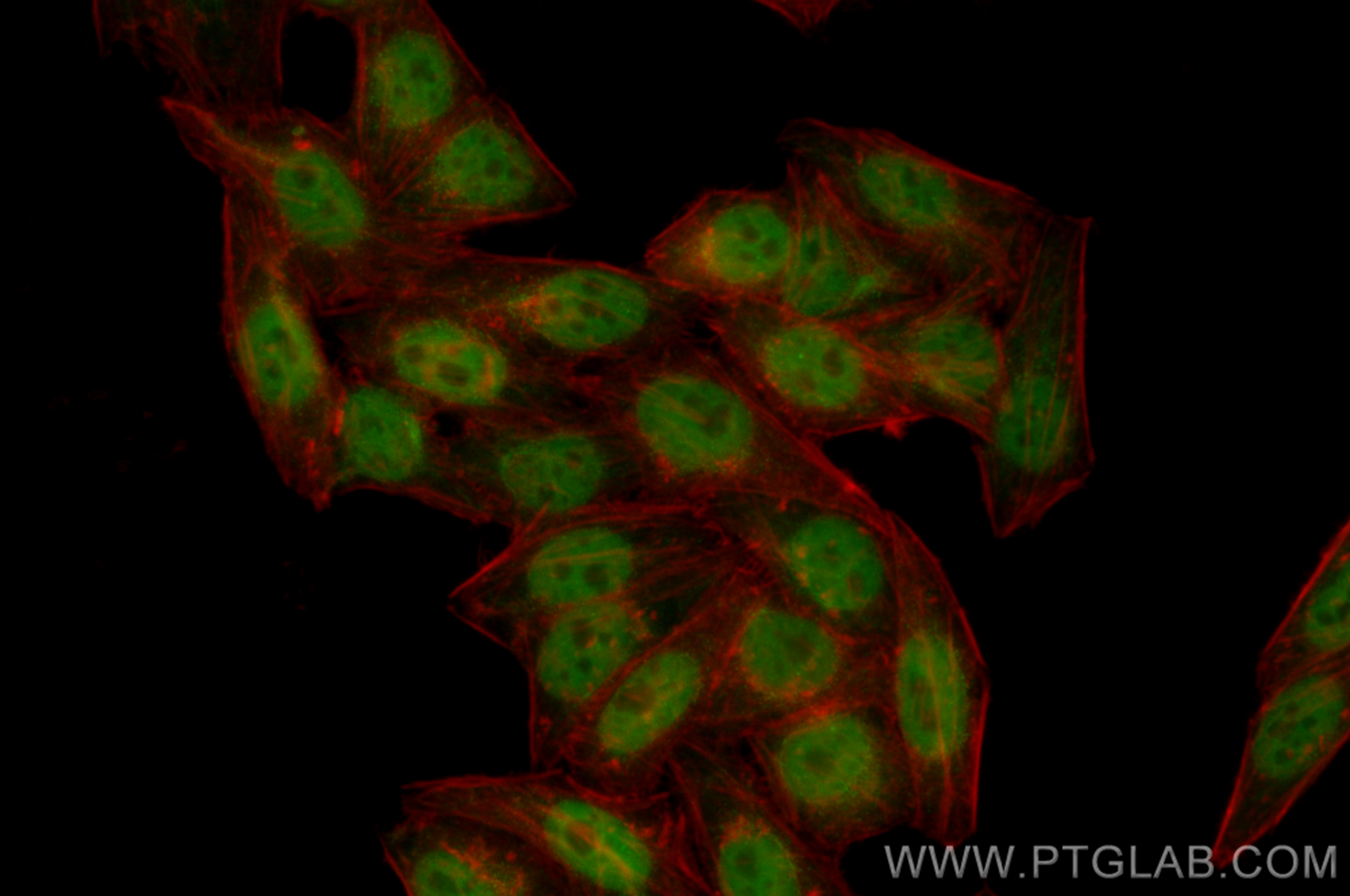 Immunofluorescence (IF) / fluorescent staining of HepG2 cells using CoraLite® Plus 488-conjugated SMARCA4/BRG1 Recombi (CL488-83310-2)