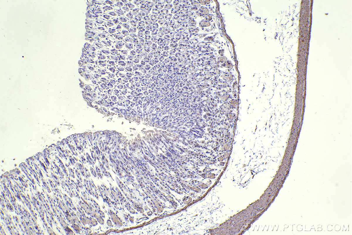 Immunohistochemistry (IHC) staining of mouse stomach tissue using SMARCB1 Monoclonal antibody (67979-1-Ig)