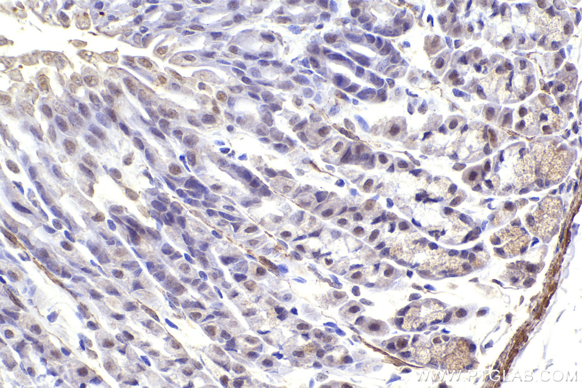 Immunohistochemistry (IHC) staining of mouse stomach tissue using SMARCB1 Monoclonal antibody (67979-1-Ig)