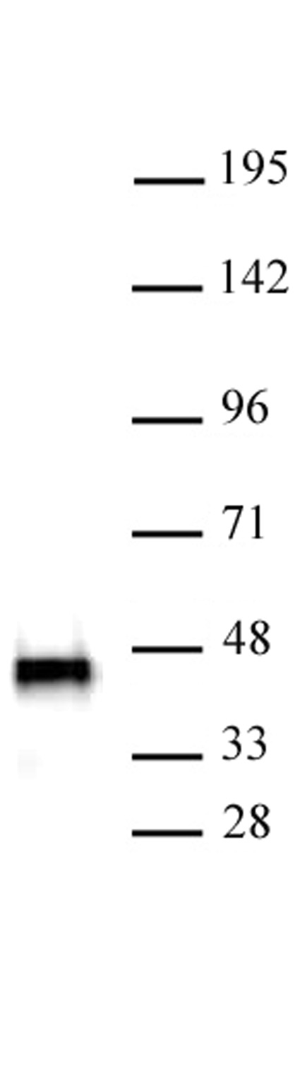 SMARCB1 antibody (mAb) (Clone 2C2) tested by Western blot. SMARCB1 antibody detection by Western blot. The analysis was performed using 20 ug of Jurkat nuclear extract and SMARCB1 antibody at a 2 ug/ml dilution.