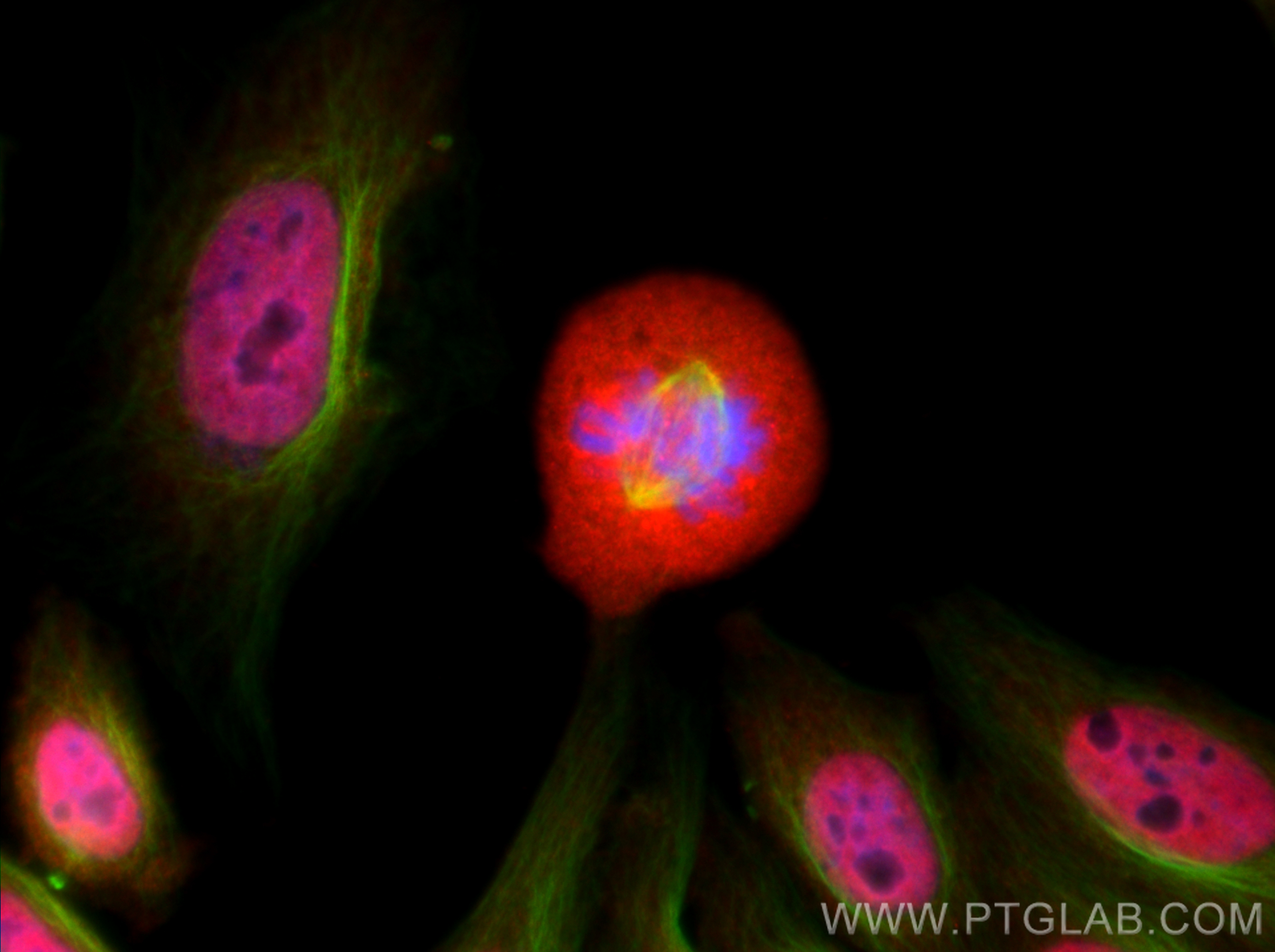 Immunofluorescence (IF) / fluorescent staining of HepG2 cells using BAF170 Polyclonal antibody (12018-1-AP)