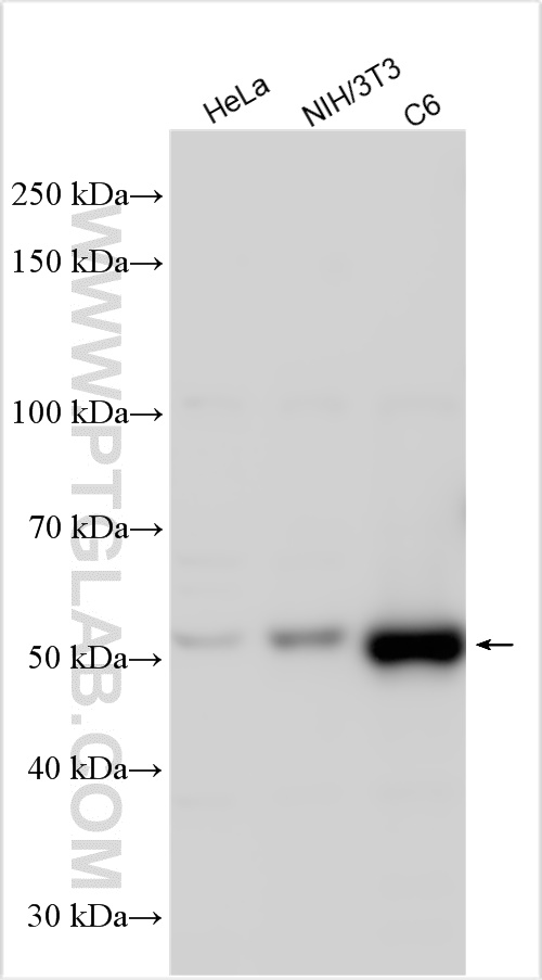 Western Blot (WB) analysis of various lysates using SMARCD3 Polyclonal antibody (12838-1-AP)