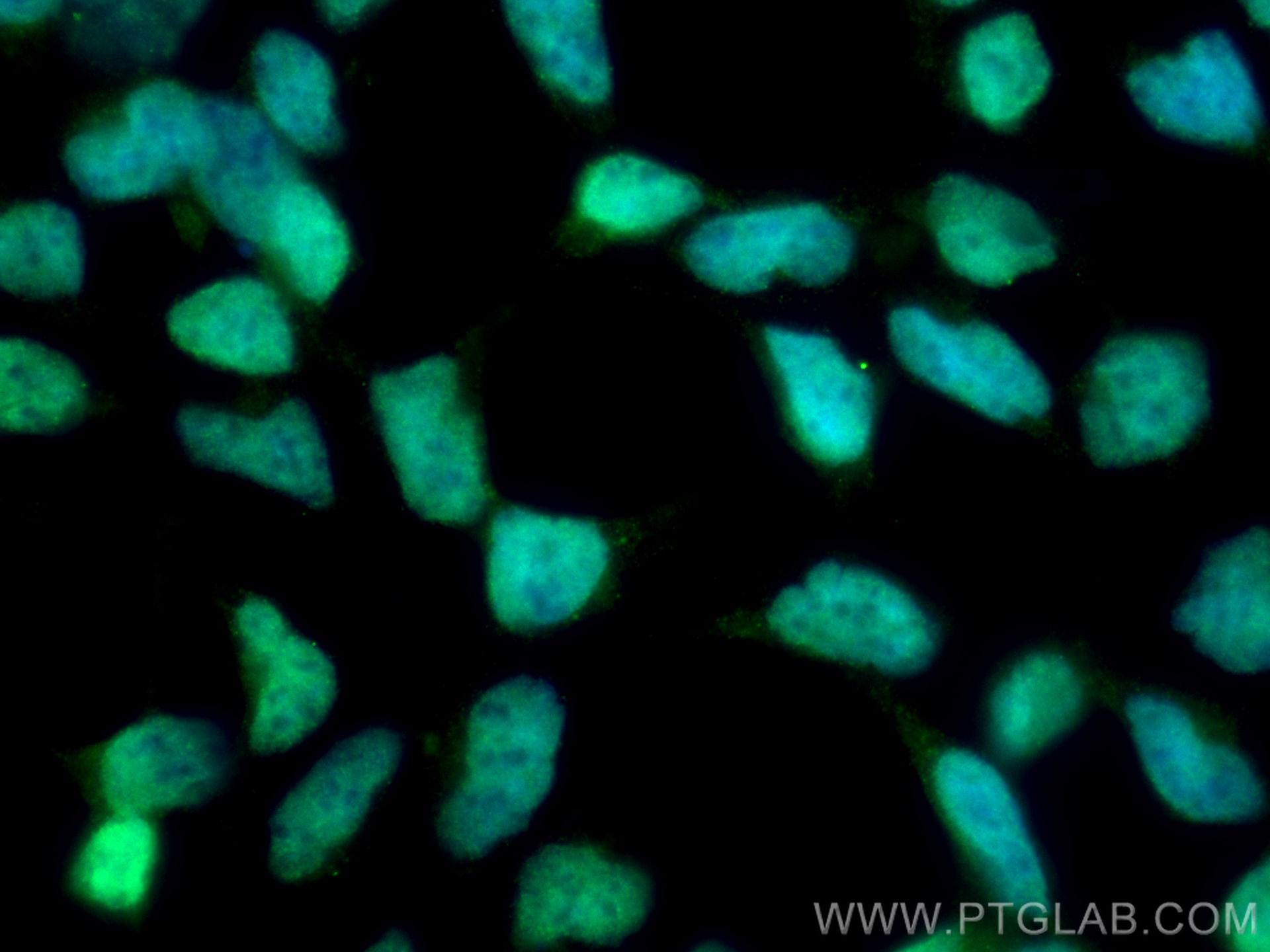 Immunofluorescence (IF) / fluorescent staining of HEK-293 cells using CoraLite® Plus 488-conjugated SMARCE1 Monoclonal a (CL488-66182)