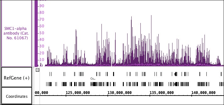 SMC1-a antibody (pAb) tested by ChIP-Seq. Chromatin immunoprecipitation (ChIP) was performed using the ChIP-IT High Sensitivity Kit (Cat. No. 53040) with 15 ug of chromatin from mouse bone marrow cell chromatin and 4 ug SMC1-a antibody. ChIP DNA was sequenced on the Illumina HiSeq and 6.9 million sequence tags were mapped to identify SMC1-a binding sites.