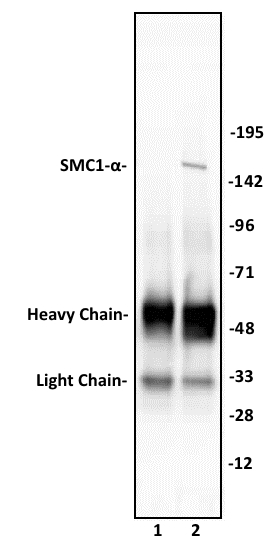 SMC1- a antibody (pAb) tested by Immunoprecipitation. 10 ul of SMC1- a antibody was used to immunoprecipitate SMC1- a from 250 ug of HeLa nuclear cell extract (lane 2). 10 ul of rabbit IgG was used as a negative control (lane 1). The immunoprecipitated protein was detected by Western blotting using the SMC1- a antibody at a dilution of 1:5,000.