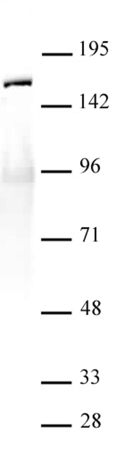 SMC1-a antibody (pAb) tested by Western blot. Nuclear extract (20 ug) of HeLa cells probed with SMC1-a antibody at a dilution of 1:5,000.