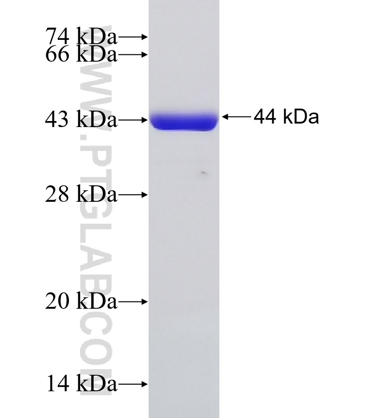 SMC3 fusion protein Ag6174 SDS-PAGE