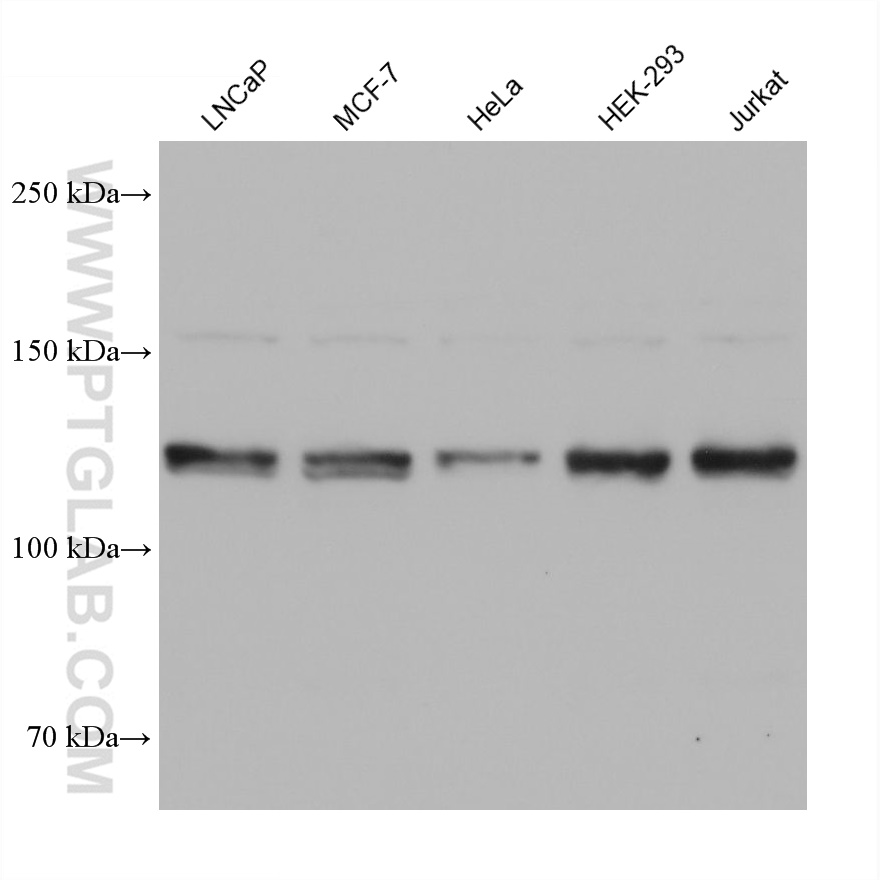 Western Blot (WB) analysis of various lysates using SMC5 Monoclonal antibody (68655-1-Ig)