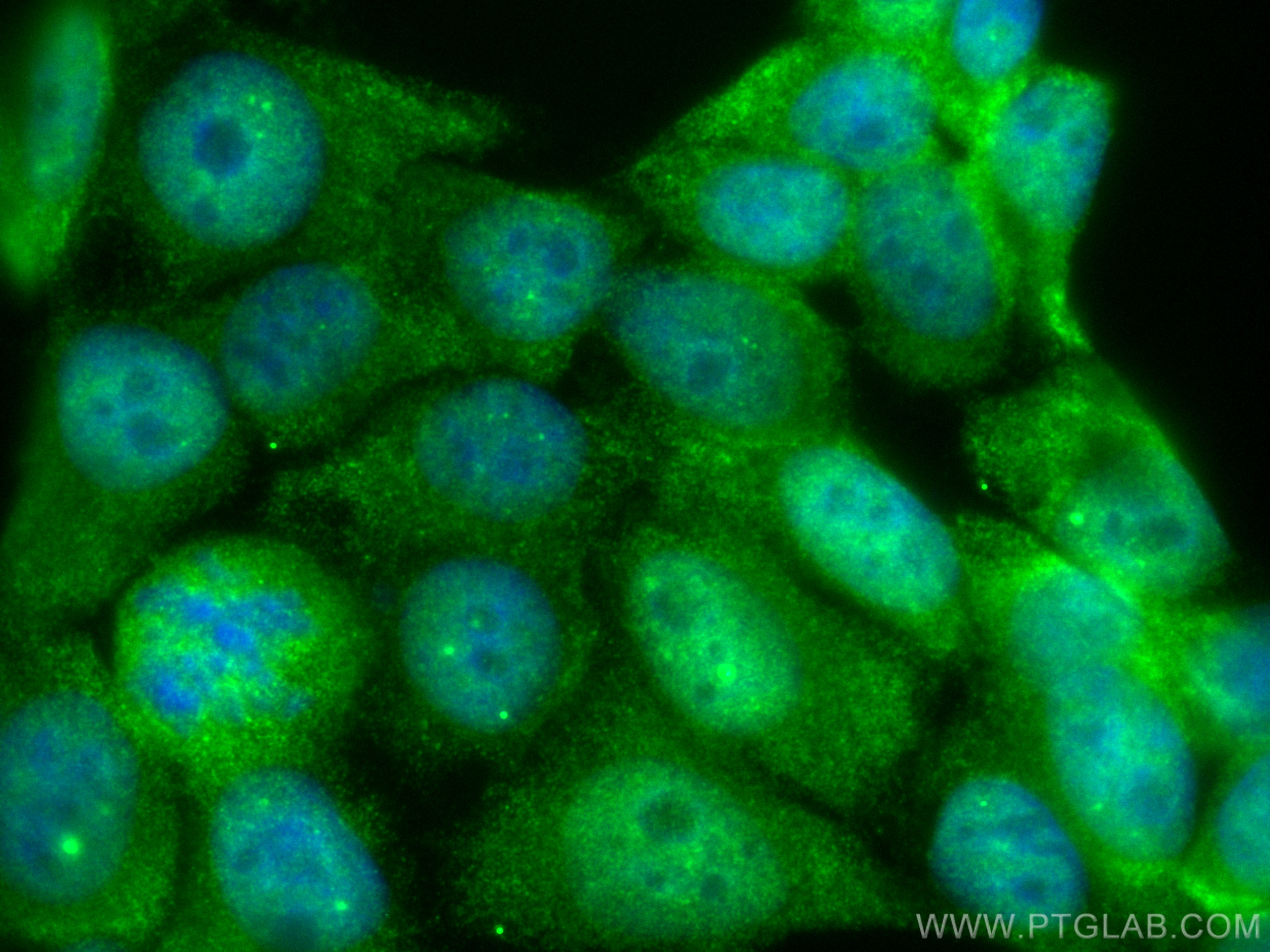 Immunofluorescence (IF) / fluorescent staining of HepG2 cells using CoraLite® Plus 488-conjugated SMN (Human,Mouse,Rat (CL488-60154)