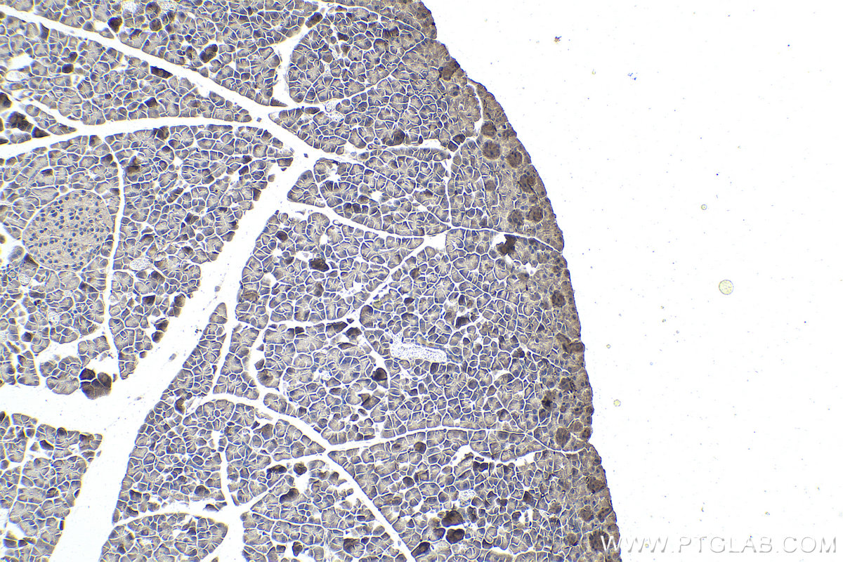 Immunohistochemistry (IHC) staining of mouse pancreas tissue using SMN-Exon7 Monoclonal antibody (60255-1-Ig)