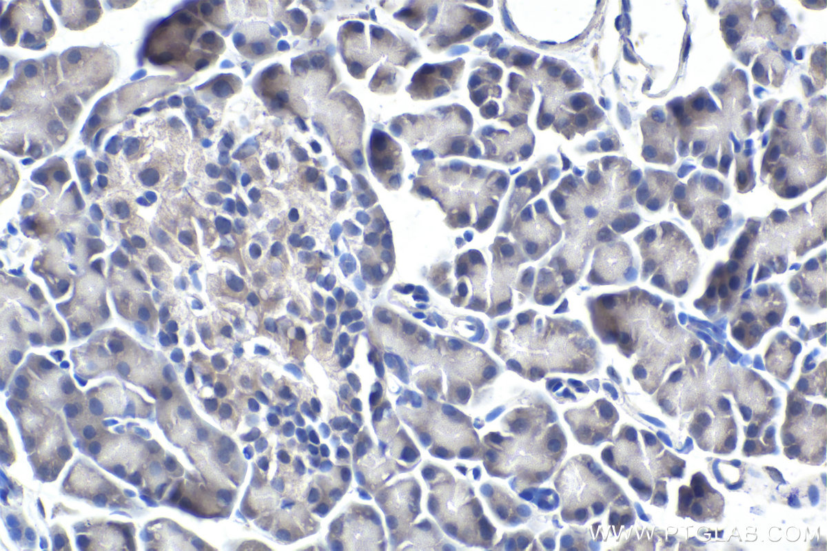 Immunohistochemistry (IHC) staining of rat pancreas tissue using SMN-Exon7 Monoclonal antibody (60255-1-Ig)