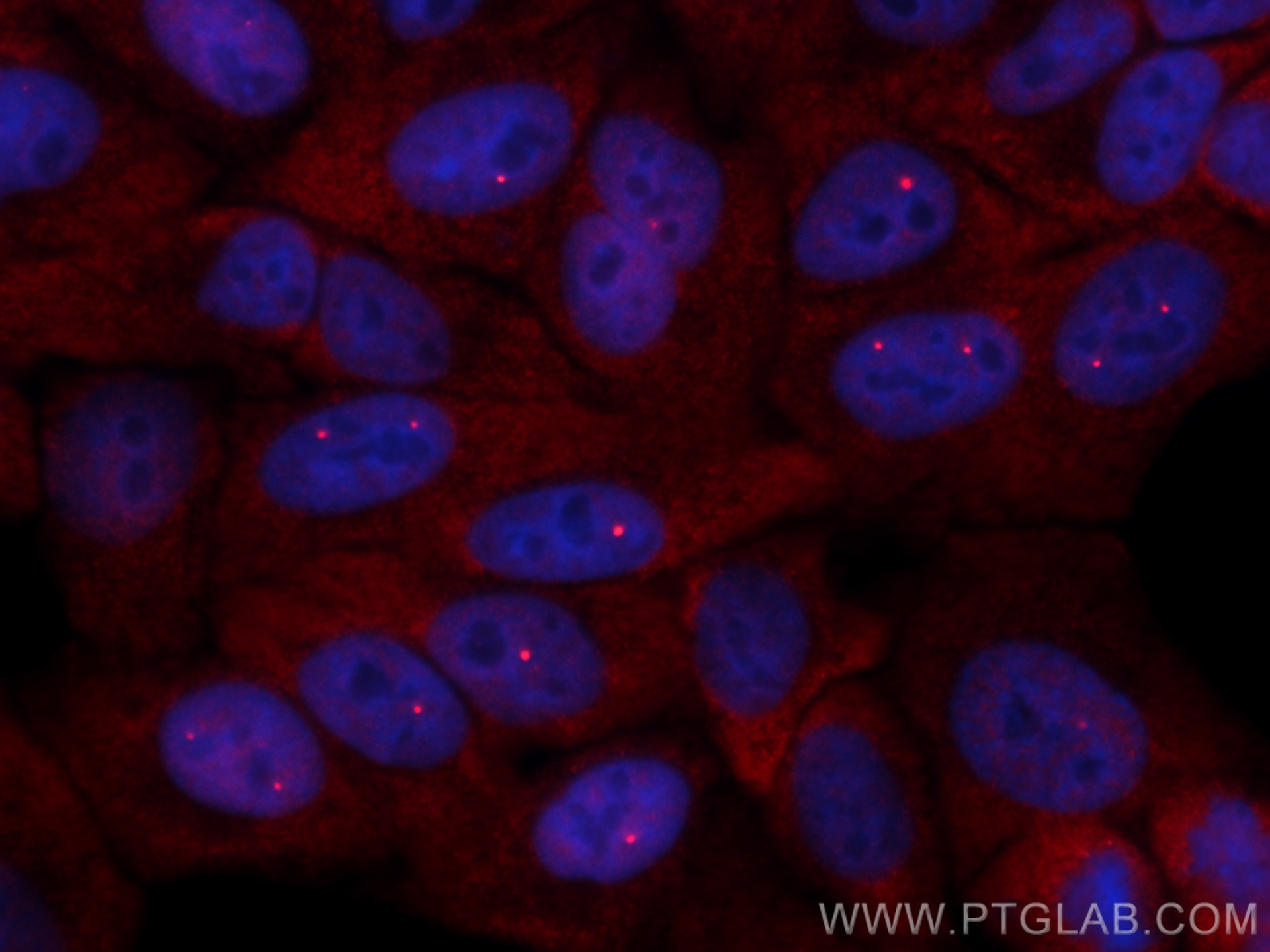 Immunofluorescence (IF) / fluorescent staining of HepG2 cells using SMN Polyclonal antibody (11708-1-AP)